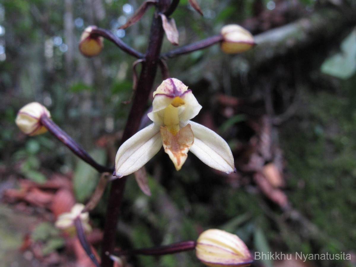 Aphyllorchis montana Rchb.f.